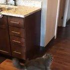 enjoy this video of my cat’s 6th attempt to jump on the counter.