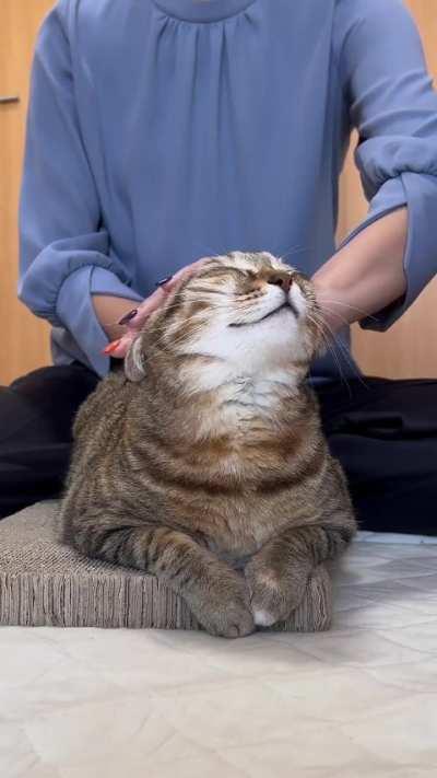 can I be this cat please?