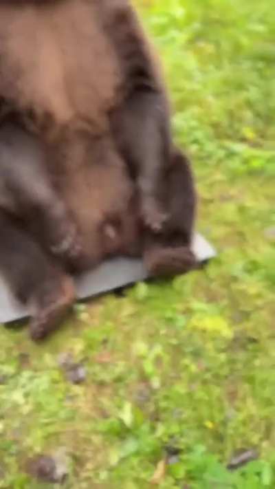 The weight of the bear