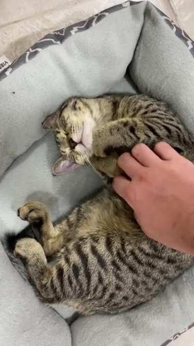 Smol criminal accepts the pets.