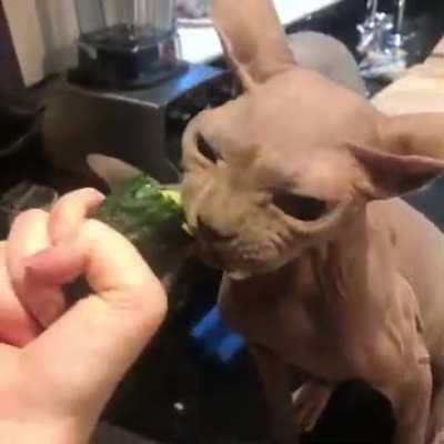 devouring a cucumber