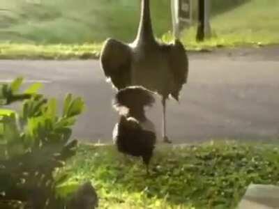 Crane bullies a rooster