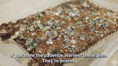 🍄 VIDEO for Part 4: Harvesting, Drying, and Preparing for the Next Flush. See comments for links and details.