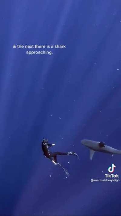 Встреча с акулой во время фридайвинга :D
