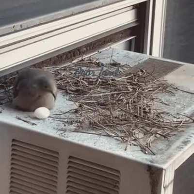 Когда спросил у мамы, почему они не заведут тебе брата или сестру