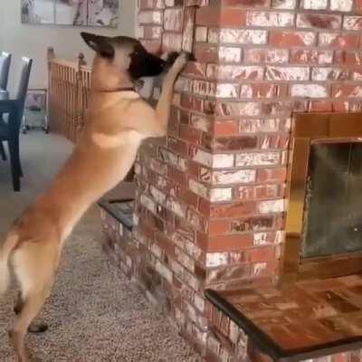 Your hide and seek partner credit:Omar Von muller