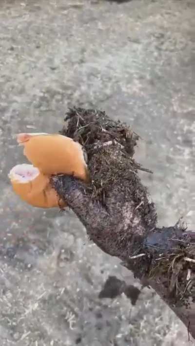 N dats the troof I tell ya wat