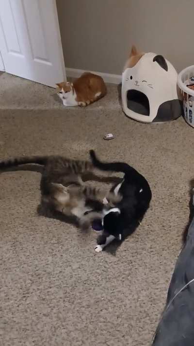 Armani should lay off the catnip,lol.