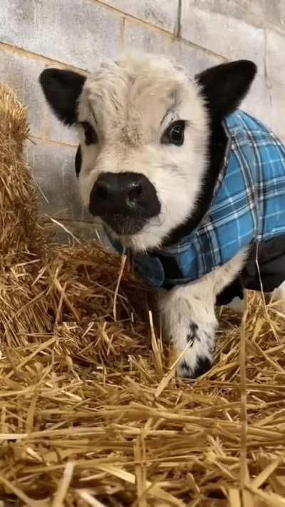 Cows are just big puppies