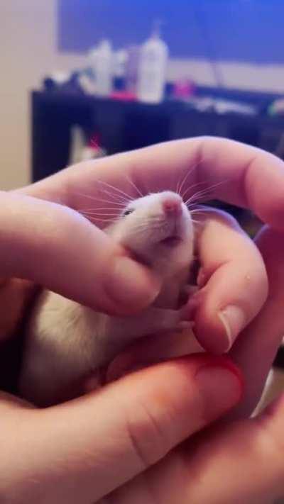 This is the moment i knew I’d welcome in another baby to the mischief- the charismatic, bold runt. 💕 