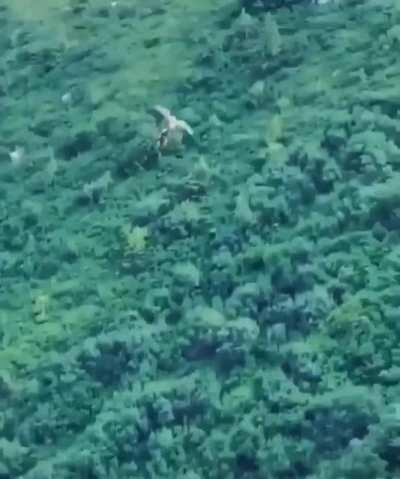 Raptor Bird of prey drops lunch and catches it MIDAIR