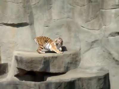 Big or small cats are all alike!