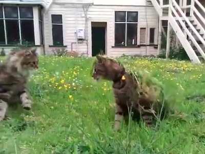 Lieutenant Mittens knew at that moment his 9th life was over.