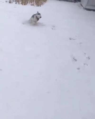 Gorgeous Blind dog gets excited over a snow storm, best thing I've seen in a long time.