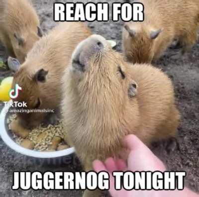 Juggernog Capybara :)