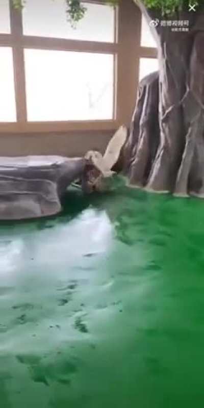 The victory strut was perfect