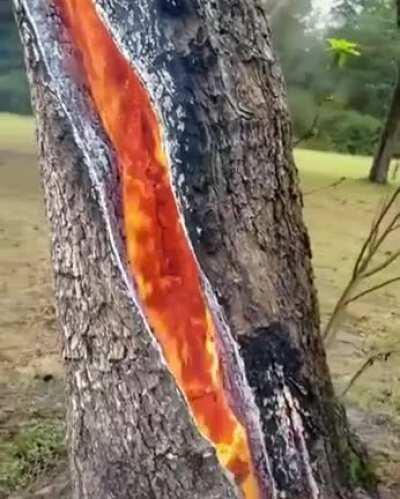 A tree on fire after a lightning strike