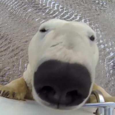 Just the usual day in the Artic Circle with Snowy popping by for a chat...