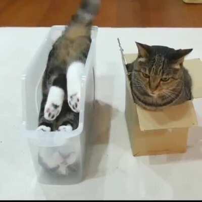 Cat practicing for first flight