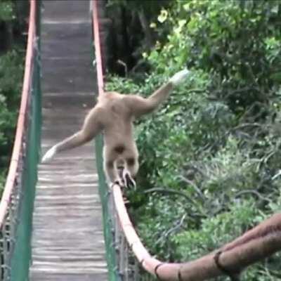 Monkey shows some pretty skills