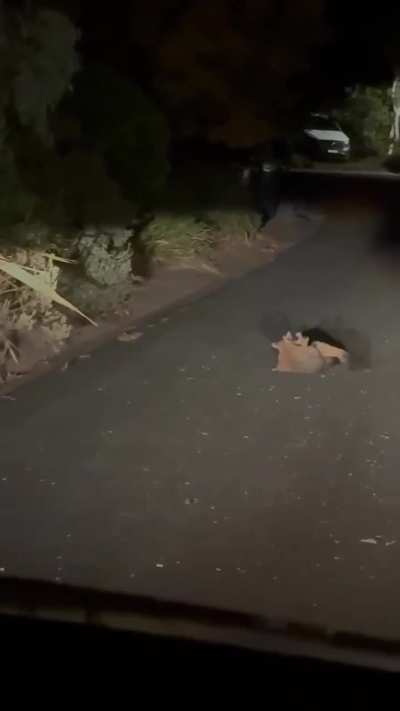 Two Australian brush tailed possums get into a street fight.