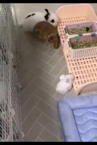 Bunny protec, bunny attac, and when fac bunny pulled up, real bunny fight bac