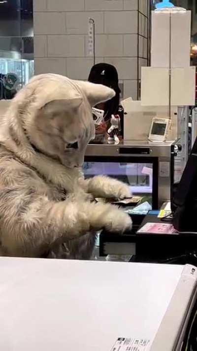 Part-time cat at Namba-Marui, Osaka - Japan