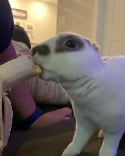 It’s been awhile. So, here’s Skip eating his favorite treat!