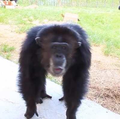 Alpha ape asserting dominance