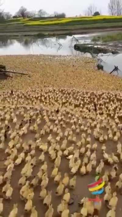 Thanks I hate the duck invasion