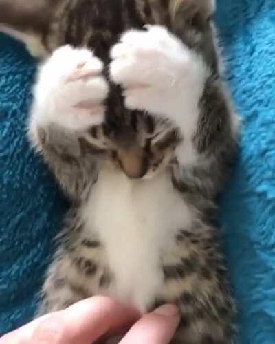 Little kitty loves petting