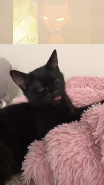 Orange cat activities 