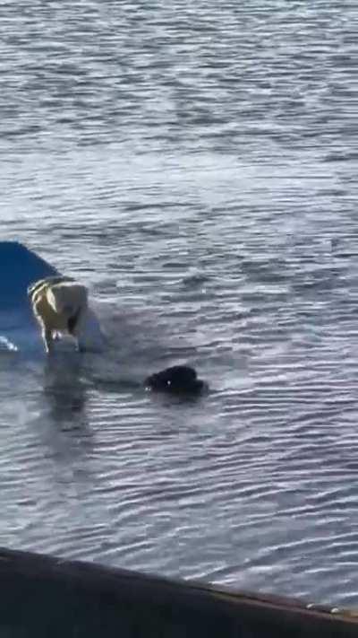Dog Tows Another Dog to Shore