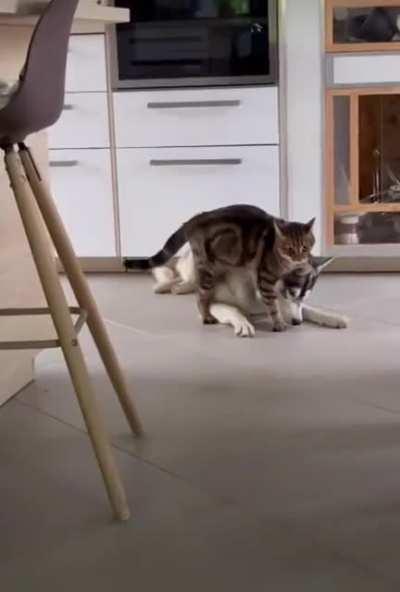 Totally pwned the floof