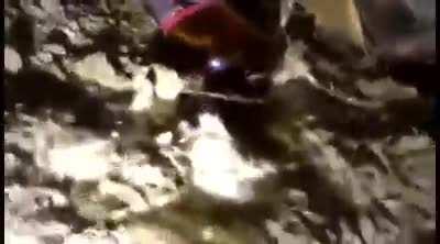 Who knows this little poison Russian dwarf ?