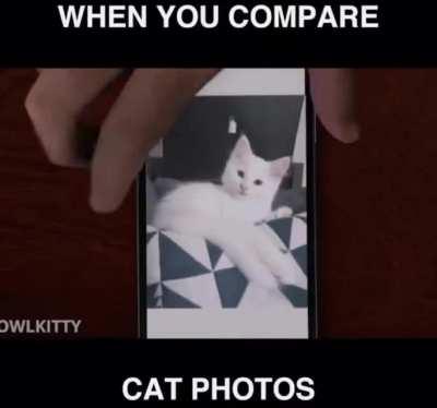 Let’s see Paul Allen’s cat....