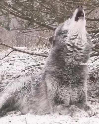 Darwin Award for this gentleman