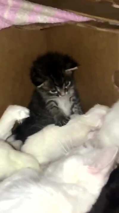 Looking after smol ones