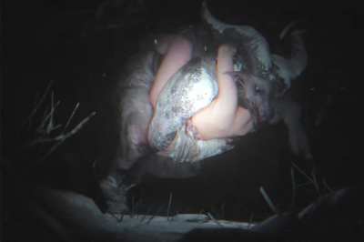 Sable Ward and Krampus (ZMSFM) [Dead by Daylight]