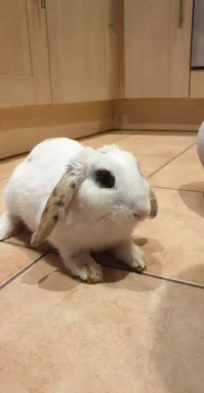 Sour orange shorter video