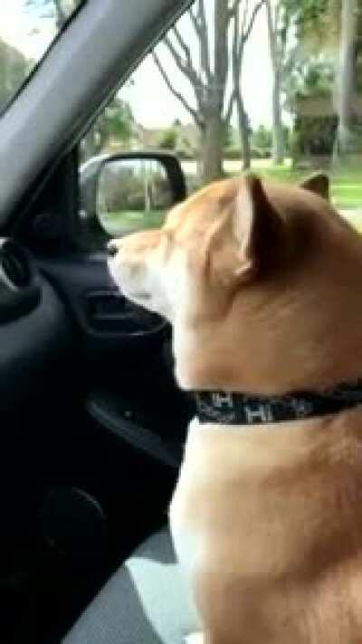 doge jus be vibing fr