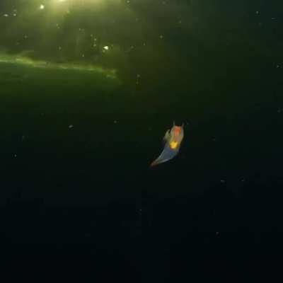 This is sea angel Clione limacina- beautiful planktonic pteropod, swimming under the ice of the White sea.