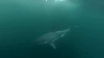 Fences are just for show. Right?