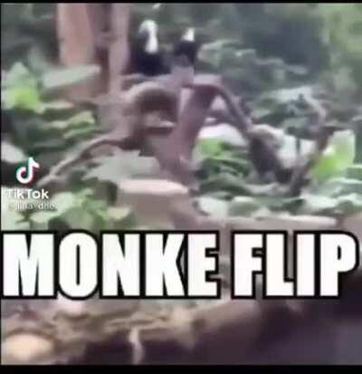 Guys look at this monkey video i found