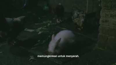 The Prime Minister's Chinese New Year Greeting Video