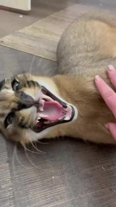 floppa not in the mood