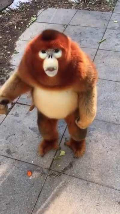 Who took this video of me taking the tasty dips from the paper hand shills?