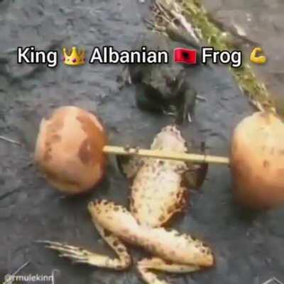 Serbitch frog weak Albania frog best 💪💪💪🇦🇱🇦🇱🇦🇱