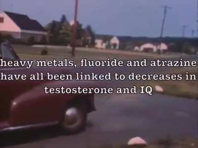 Why does a Farmer fatten up his Cattle?