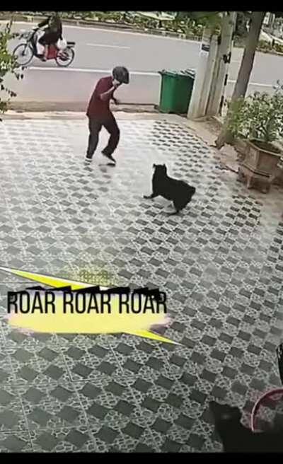 just your average dogbender